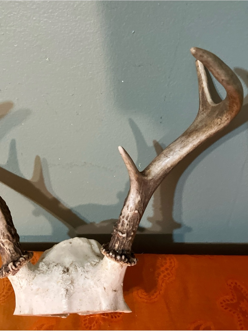 Huge Whitetail Deer Antlers 6 Point Buck-a - Picture 3 of 7